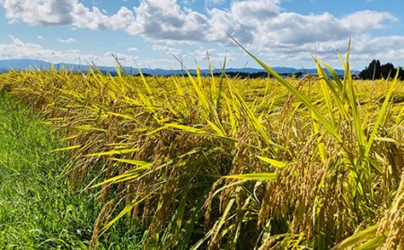 【令和8年産米先行予約】至福のササニシキ 精米 5kg 米 お米 おこめ 山形県 新庄市 F3S-2848