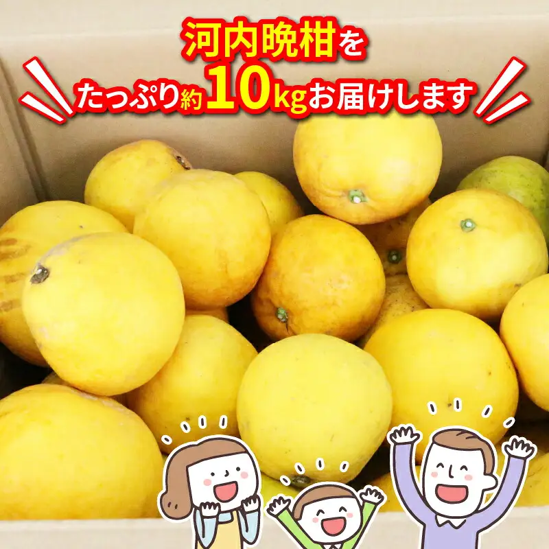 訳あり 河内晩柑 10kg フルーツ マル南フルーツ B010-106025