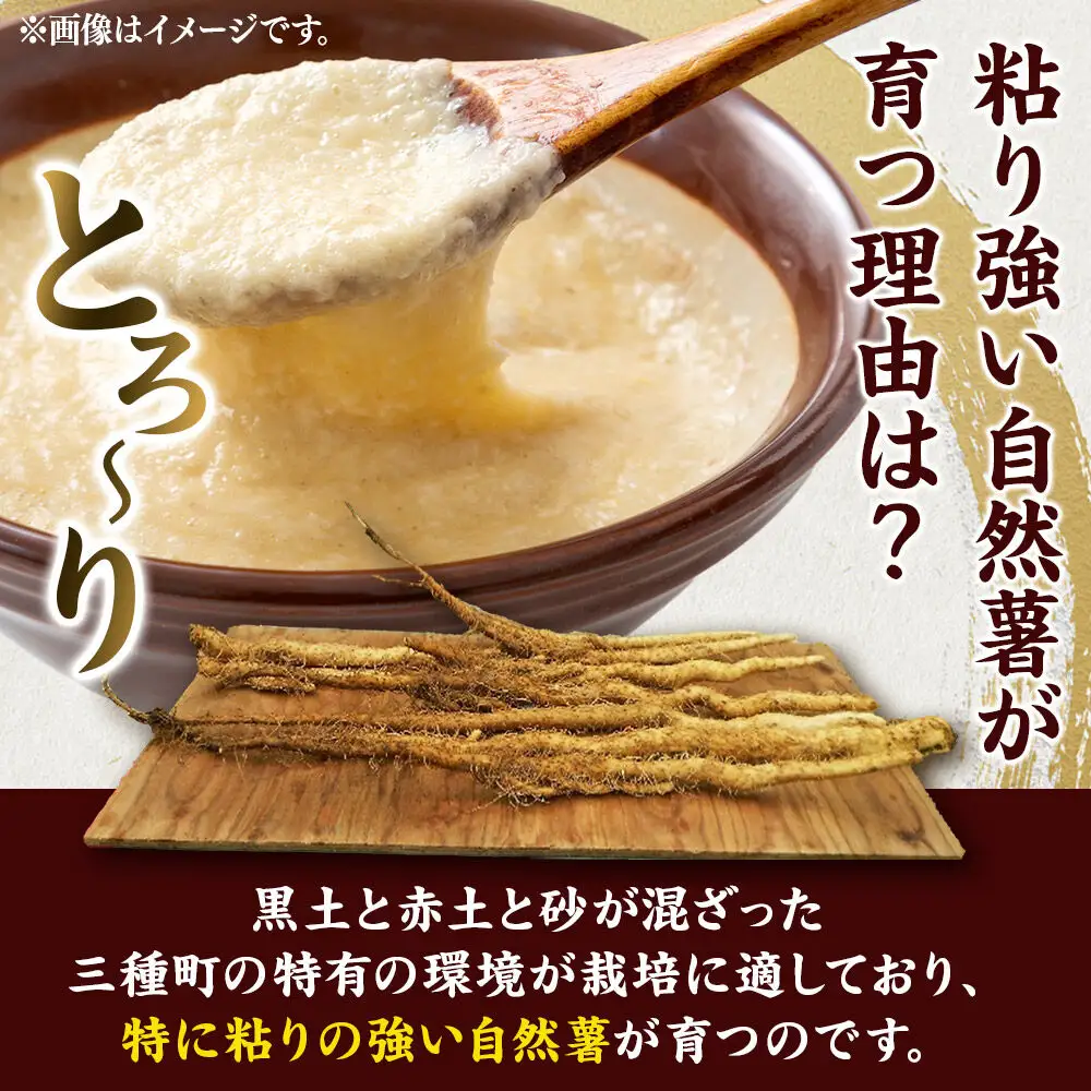 自然薯 約1kg（1～2本） 秋田県三種町産