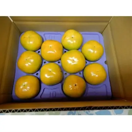 画期的な食感と甘さ柿「太秋」約3.5kg以上(9個～12個)_果物・フルーツ 柿（カキ）  かき_【配送不可地域：離島】【1379461】