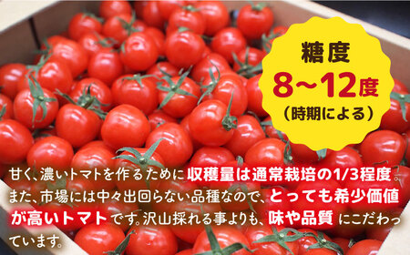 ミニトマト （ プチぷよ ）1kg×1箱  糸島市 / かわぞえ農園 ぷちぷよ トマト [AAM001]