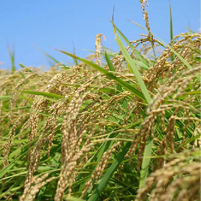 農薬 使わない 栽培！糸島産 夢つくし 5kg 玄米 分搗き 対応《糸島》【二丈赤米産直センター】[ABB025] 米 ゆめつくし