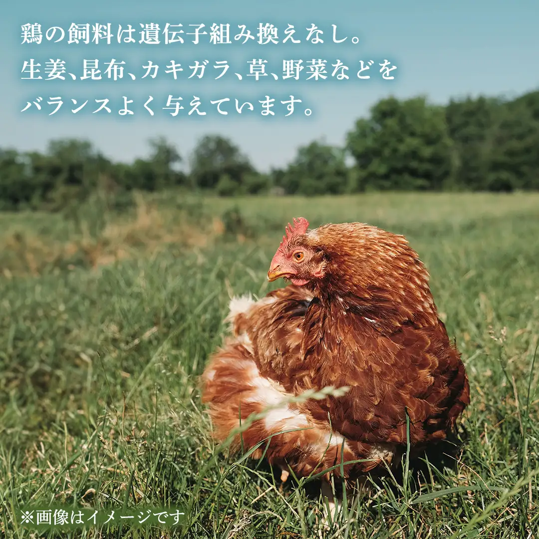 【6ヶ月定期便】枝さんち の たまご 20個×6回 合計120個 定期便 産地直送 たまご 玉子 生卵 鶏卵 タマゴ 平飼い 桜川市産 茨城県産 卵 非遺伝子組換え [BT005sa]