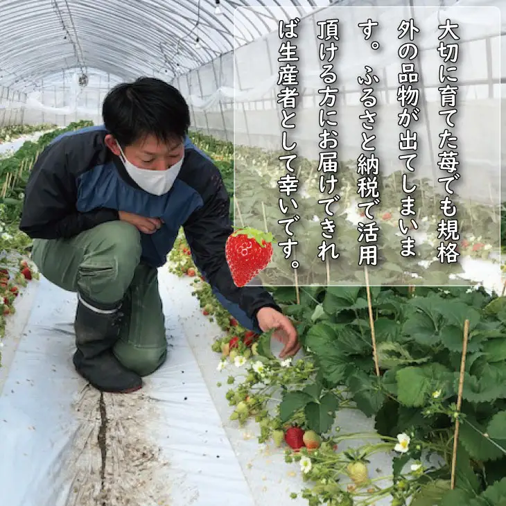 【先行予約】令和9年2月上旬頃出荷開始 訳あり苺（1.800g）ふるかわ農園 大量 段ボール入り イチゴ いちごさん 苺 訳あり B130-056