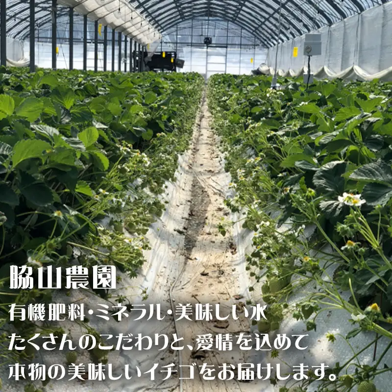 『先行予約』【令和9年2月中旬発送】唐津産 白いちご「雪うさぎ 」