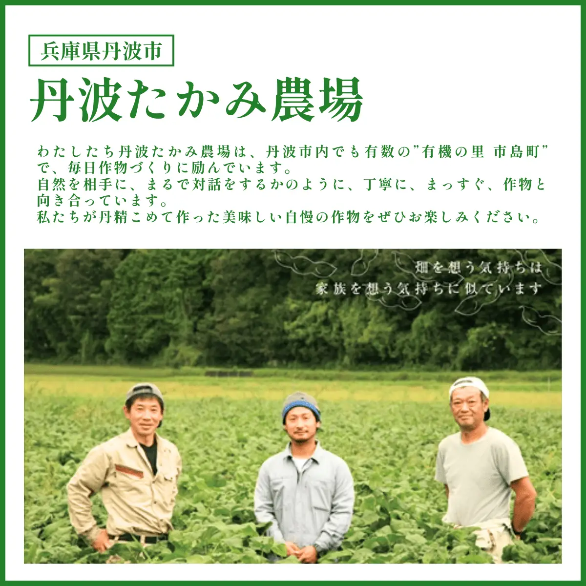 有機JAS 丹波黒豆枝豆 1.5kg 500g×3袋 〈丹波市産〉 黒枝豆 有機野菜