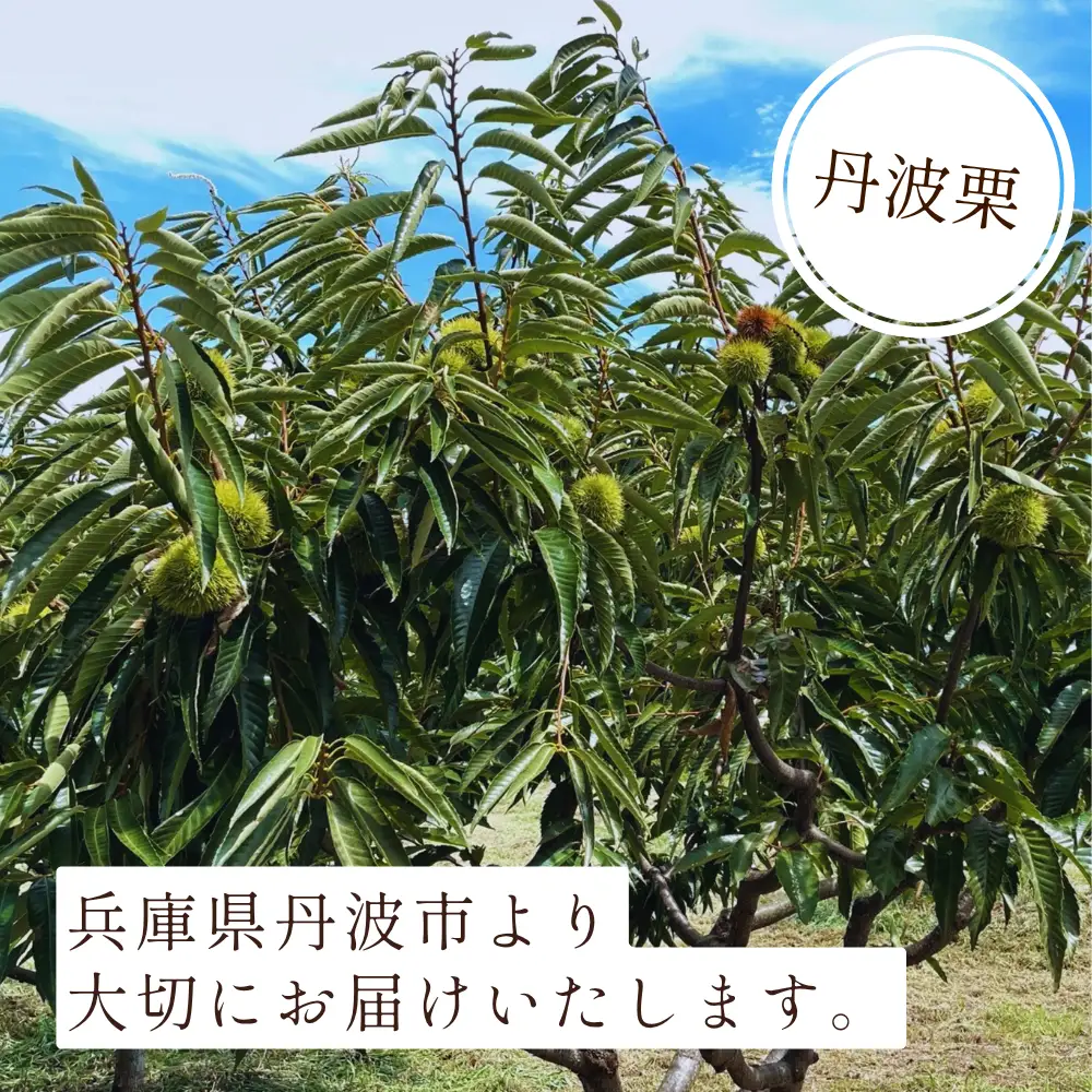 丹波市産 丹波栗 2L・2kg