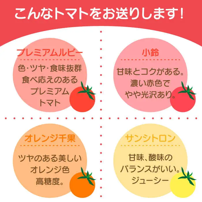 【2027年1月中旬-発送】ミニトマト 彩８ニ（イロハニ）約10種類 合計約1.4kg / トマト 夏野菜 野菜 旬 食べ比べ / 産地直送 安心 安全 彩り / 南島原市 / 植木農園 [SBL002] 