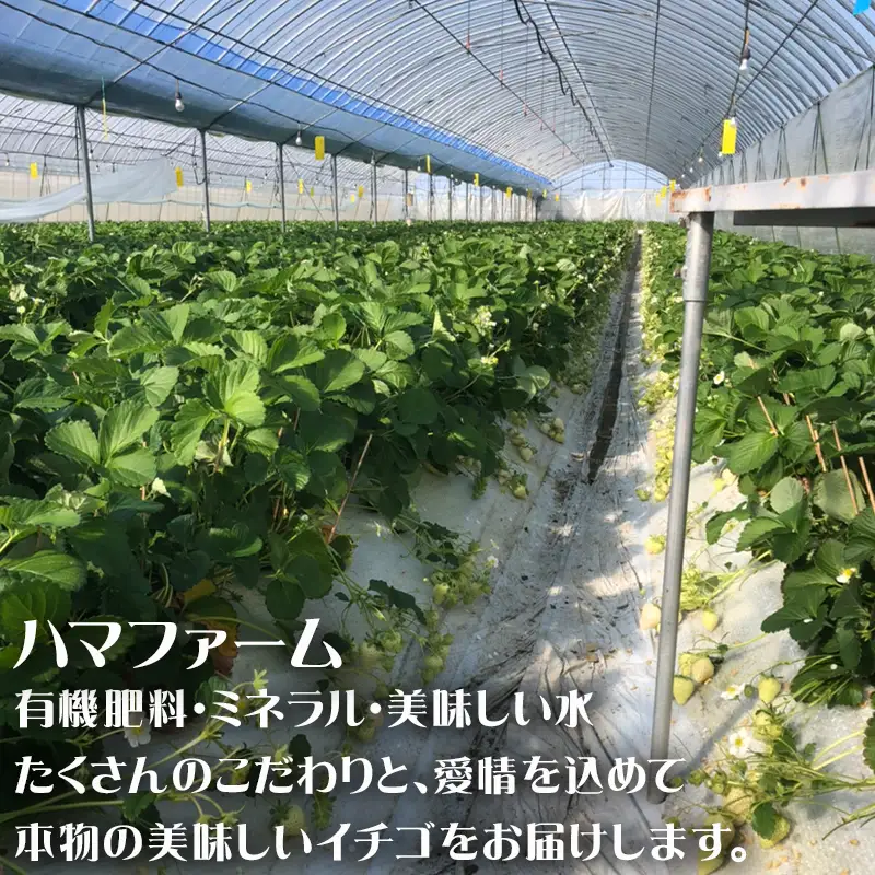唐津産 冷凍白いちご「雪うさぎ」500g×2袋(合計1kg)