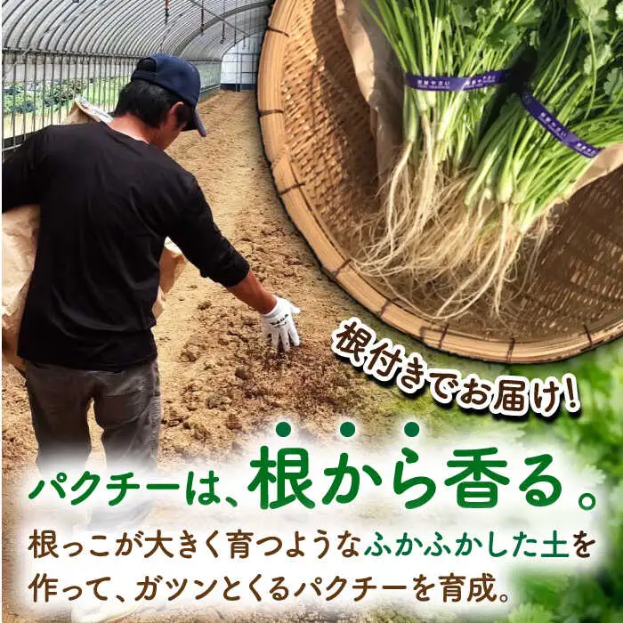 パクチー好きのための パクチー 500g [UBF008]