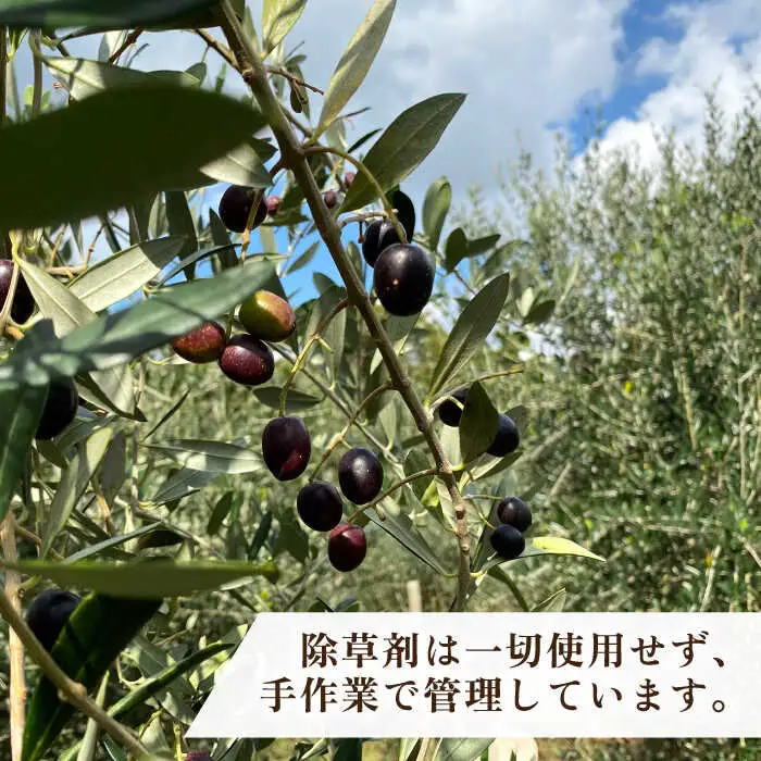 ikicael ハンドクリーム 50g 《壱岐市》【壱岐オリーブ園】[JDU020] 保湿クリーム オリーブオイル
