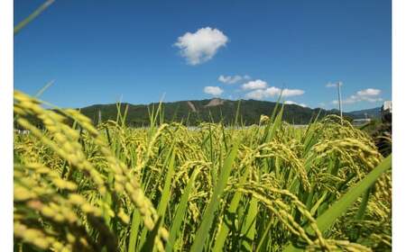 《令和8年産》モチ米 5kg こめ コメ おこめ 精米 お米 ごはん おコメ AS003