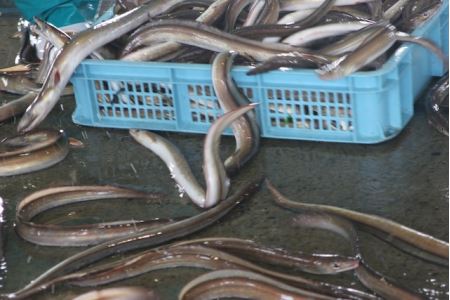 双海・下灘のはもごはん ３パックセット 伊予市 活ハモ 鱧｜B06