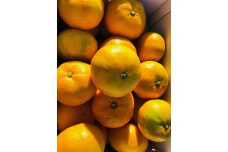 みかん 愛媛 早生みかん3kg 人気 数量限定 柑橘 伊予市｜B75