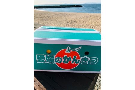 みかん 愛媛 早生みかん5kg 人気 数量限定 柑橘 伊予市｜B76