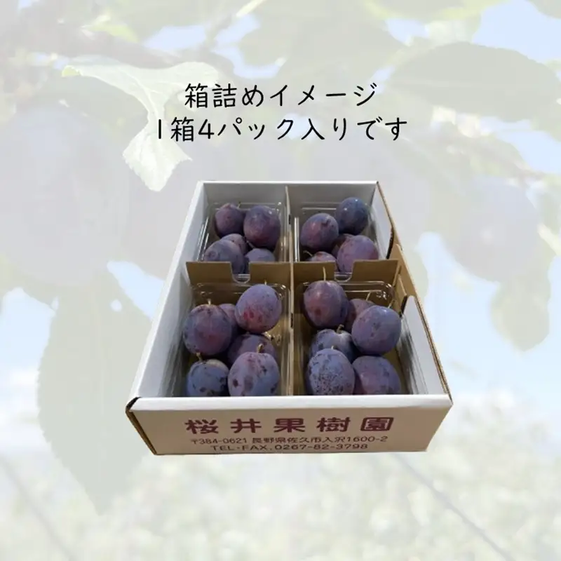 プルーン約1.6kg（400g×4パック）（家庭用）【先行予約・2026年９月出荷】 （北海島・沖縄・離島は配送不可）サンプルーン 信州 果物 旬彩 期間限定
