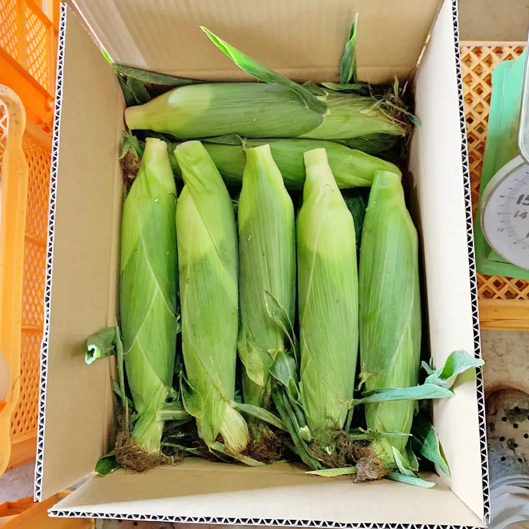 とうもろこし 6kg おおもの 朝採り 農家直送 【 先行予約 2026年7月中旬以降発送】