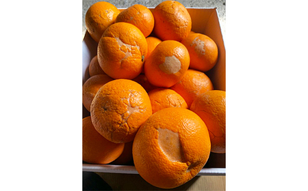 [訳あり 規格外品] 蔵姫 くらひめ (紅甘夏) 約20kg 【今村農園】果物 期間限定 数量限定 九州 大分県 ＜107-029＞