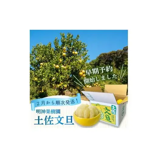 【早期予約】 訳あり 家庭用 土佐文旦5kg L ~ 4L 