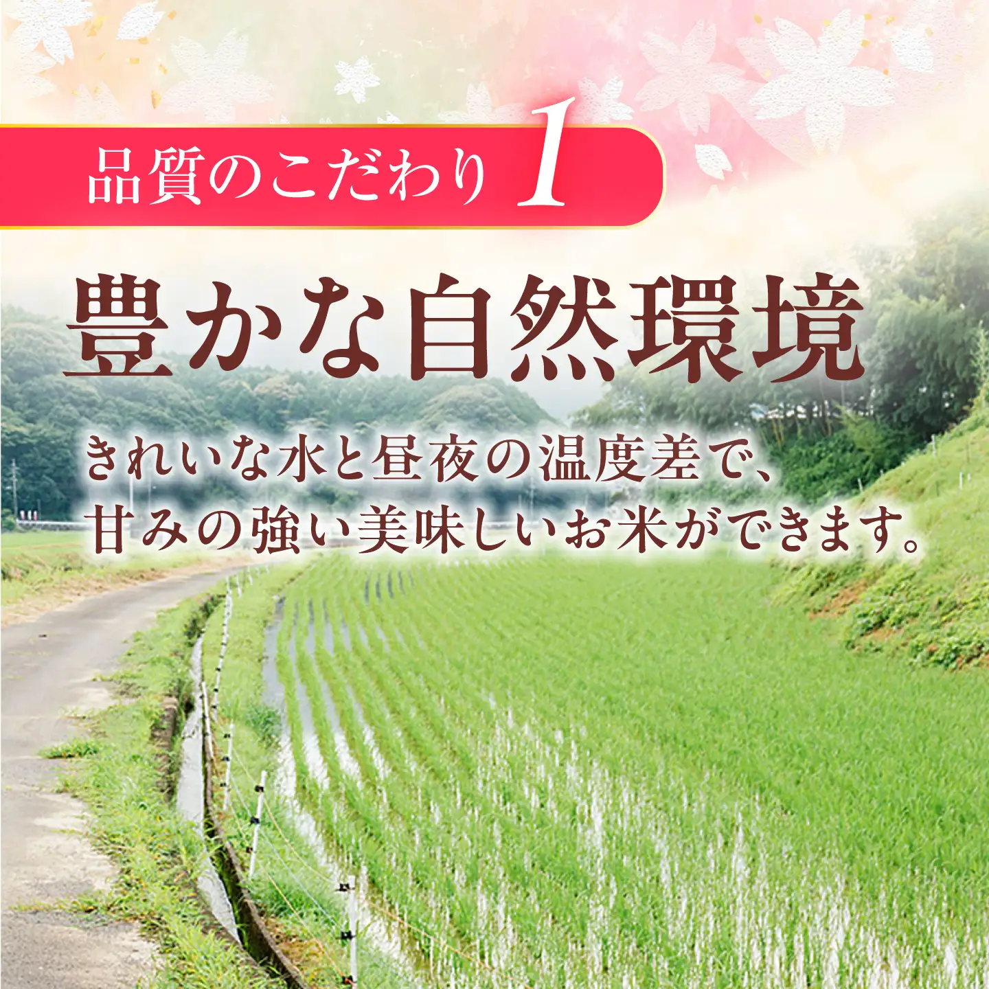【令和8年度新米】【全6回定期便】ヒノヒカリ 白米 5kg×6回 計30kg  波佐見町産【冨永米穀店】 [ZF05]