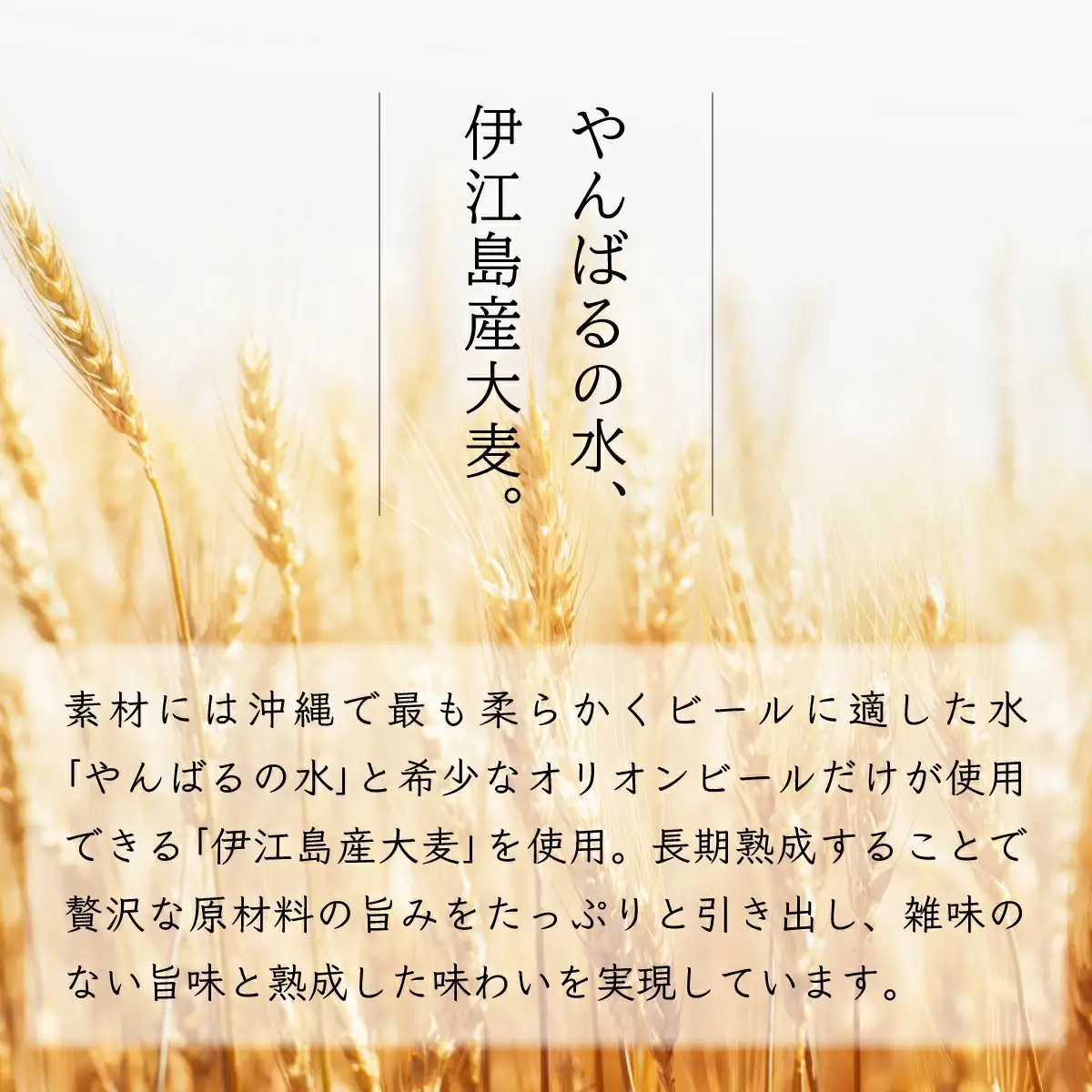 オリオンビール ザ・ドラフト 350ml缶 24本