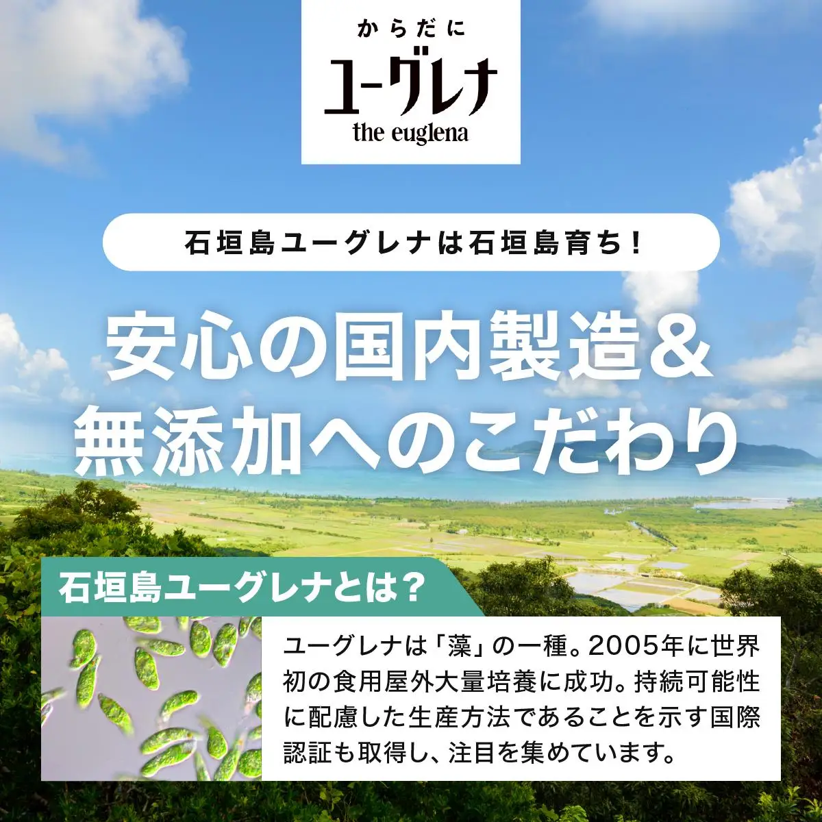 からだにユーグレナ グリーンパウダー乳酸菌 YG-6-1