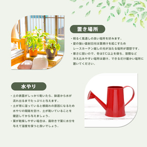 観葉植物 ベンガルボダイジュ(フィカス・ベンガレンシス) 90cm～120cm Green Base IB003-008 観葉植物 観葉植物