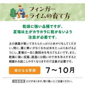 チーム田主丸『フィンガーライムの苗木』_苗木 8号鉢 チーム田主丸 フィンガーライムの苗木 1鉢 フィンガーライム 柑橘類の果実 収穫時期 7月?10月 福岡県 久留米市 お取り寄せ インテリア 植物 ガーデニング 家庭栽培 高級食材 幻の果実 柑橘 フルーツ 送料無料 〔Hf033〕