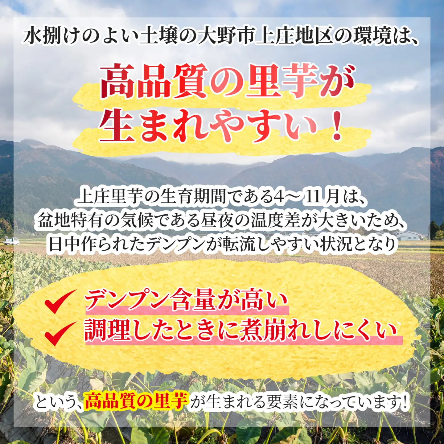 【先行予約】日本の美味い里芋を栽培！上庄里芋の種芋 5kg【2027年3月10日～出荷】[B-001005]