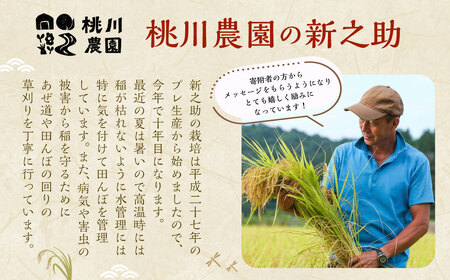 【新米受付・令和8年産米】【精米即日発送】新潟県村上市桃川産 特別栽培米 新之助 8kg（2kg×4袋）NAB4037