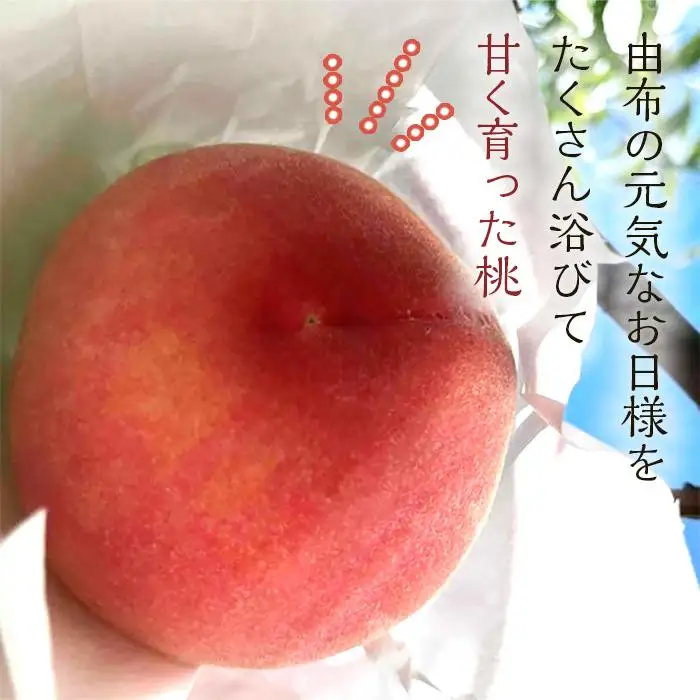 【2026年8月中旬以降より発送】旬の桃おまかせ約2kg・6～9玉（自家製有機肥料・減農薬・化学肥料無使用） 川中島白桃 黄桃 西王母 あかつき