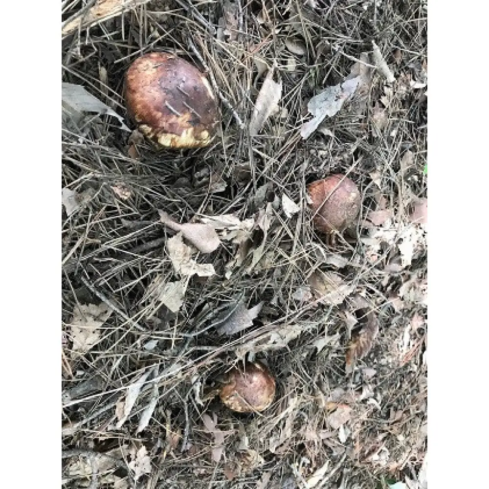 長野市収穫　松茸　約200g（2～3本） | 松茸
