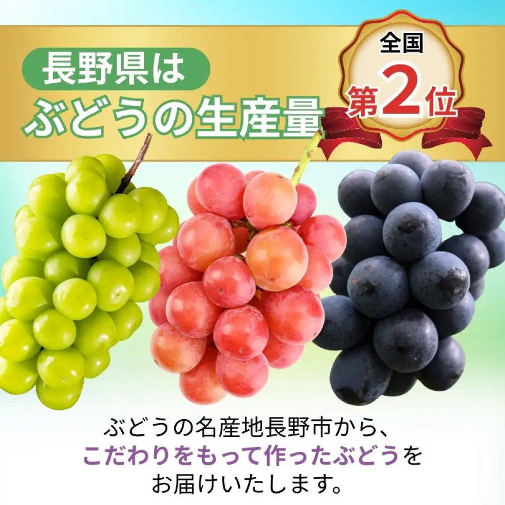 おかべ農園　長野市産 ナガノパープル（贈答用）2房【2026年9月上旬頃発送予定】  |ぶどう ぶどう