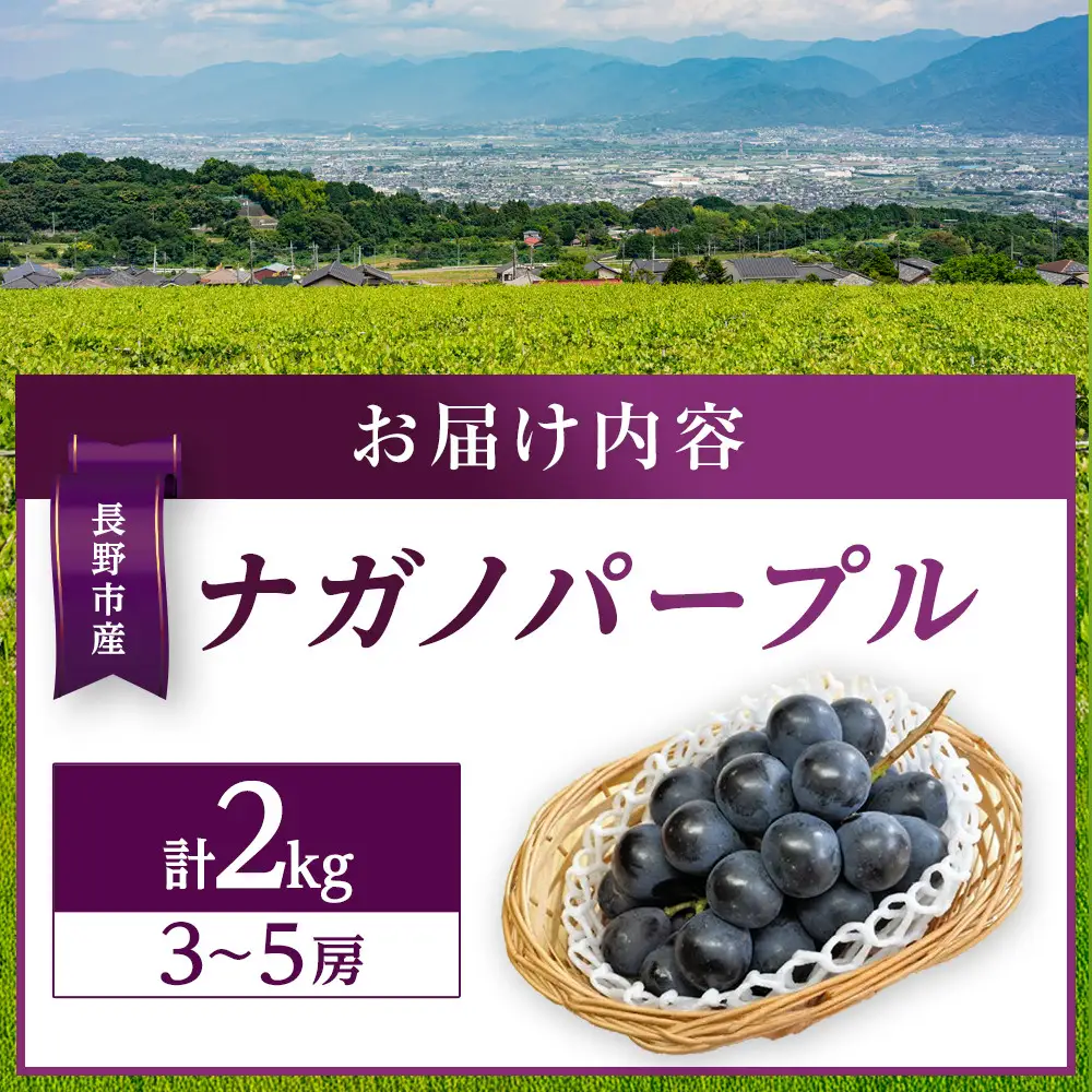 金オ岡村青果株式会社 長野市産 ナガノパープル2kg【2026年9月以降出荷分】果物 くだもの フルーツ デザート 種無し 大粒 旬 長野市 | ぶどう ぶどう