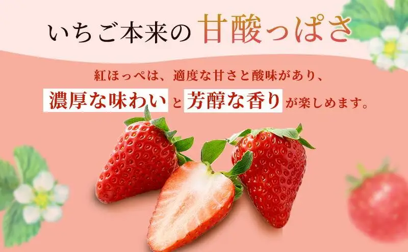 【2027年2月上旬より順次発送】いちご ほっぺたが落ちる 紅ほっぺ 2パック 果物 イチゴ 苺 おやつ ギフト 贈答品 お祝い 5000円 プレゼント 国産 フルーツ くだもの