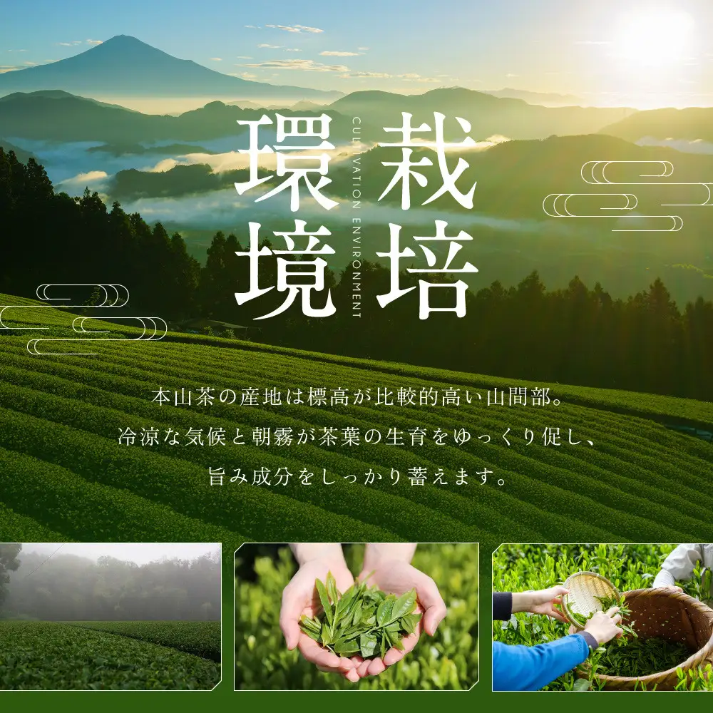 【訳あり】本山茶（ほんやまちゃ）200ｇ× 5本◆