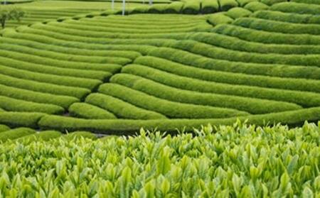 静岡茶ガールプロジェクト　8茶くらべ 2個セット□