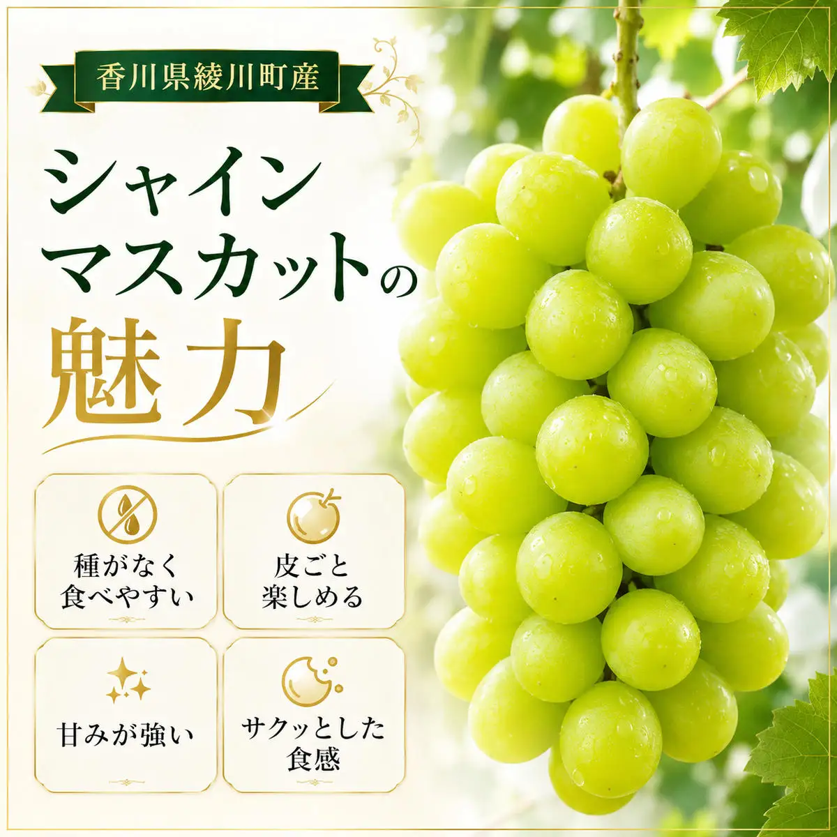 シャインマスカット ぶどう 種なし 種無し 皮ごと 香川県産 国産 約2kg 2〜5房 糖度が高い 酸味が少ない サクッとした食感 葡萄 ブドウ マスカット 果物 季節の果物 フルーツ くだもの 果実 贈答 ギフト 内祝い お取り寄せ 香川県 綾川町