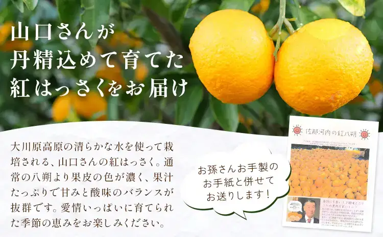紅はっさく 約7kg 八朔  紅八朔