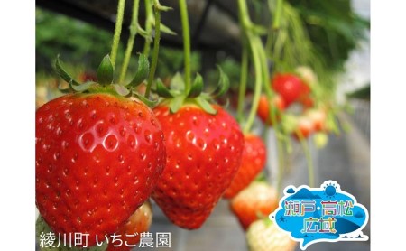 「瀬戸・たかまつネットワーク」レンタカーで巡る香川県（綾川・高松・直島方面）2日間 チケット 