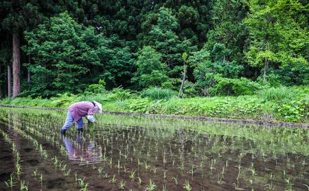 【令和8年産】県認証 魚沼津南産新之助 10kg(10kg×1袋) 産地限定！農家直送 |津南町 魚沼産 コシヒカリ