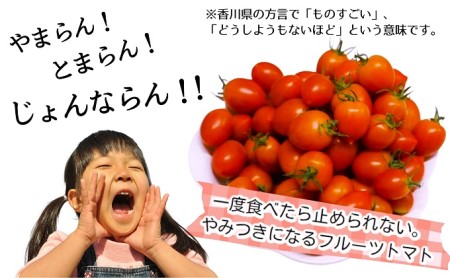 ミニトマト じょんならん モリヒロ園芸 ギフトボックス ミニトマト