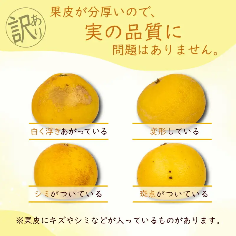 土佐文旦 3Lサイズ×2玉【文旦】