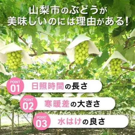 【2026年発送】シャインマスカット 約1kg (1～2房) 朝採り シャインマスカット【配送不可地域：離島・沖縄県】【1299620】