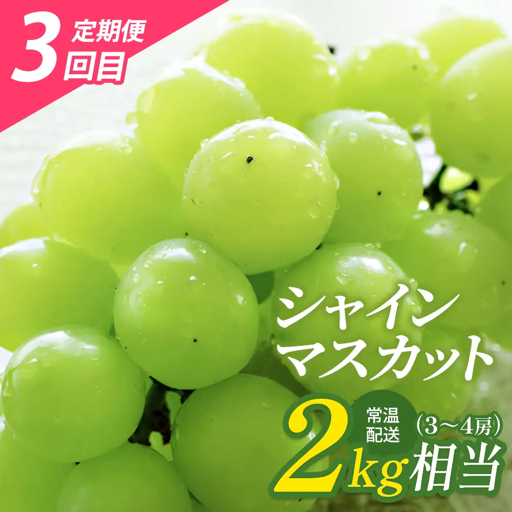 【令和9年7月～9月頃発送・先行予約】桑折町もも2品種・シャインマスカット定期便 ／ もも モモ マスカット 果物 フルーツ 旬 甘い 甘み ジューシー 果肉 果汁 新鮮 フレッシュ デザート おいしい 産地直送 桑折 こおり こおりまち 福島県 特産品 【07301-0176】