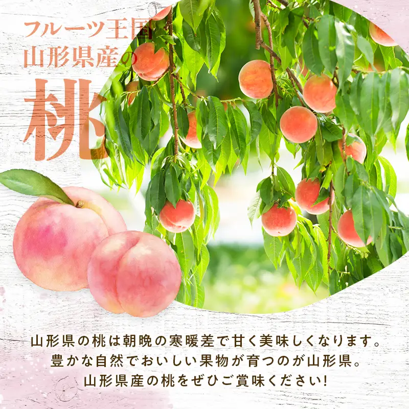 FYN9-731 ≪2027年先行予約≫ ご家庭用 8月発送 山形県産 品種おまかせ 白桃 約3kg(7～13玉) 2027年8月上旬から順次発送 果物 くだもの フルーツ 桃 もも ピーチ 白桃 はくとう 自宅 家庭 訳あり ワケアリ 支援品 山形県 西川町 月山