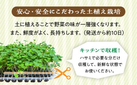 マイクロ野菜 4点セット〈 ルッコラ パセリ セロリ スイスチャード 〉【諏訪農林】[TDO001]