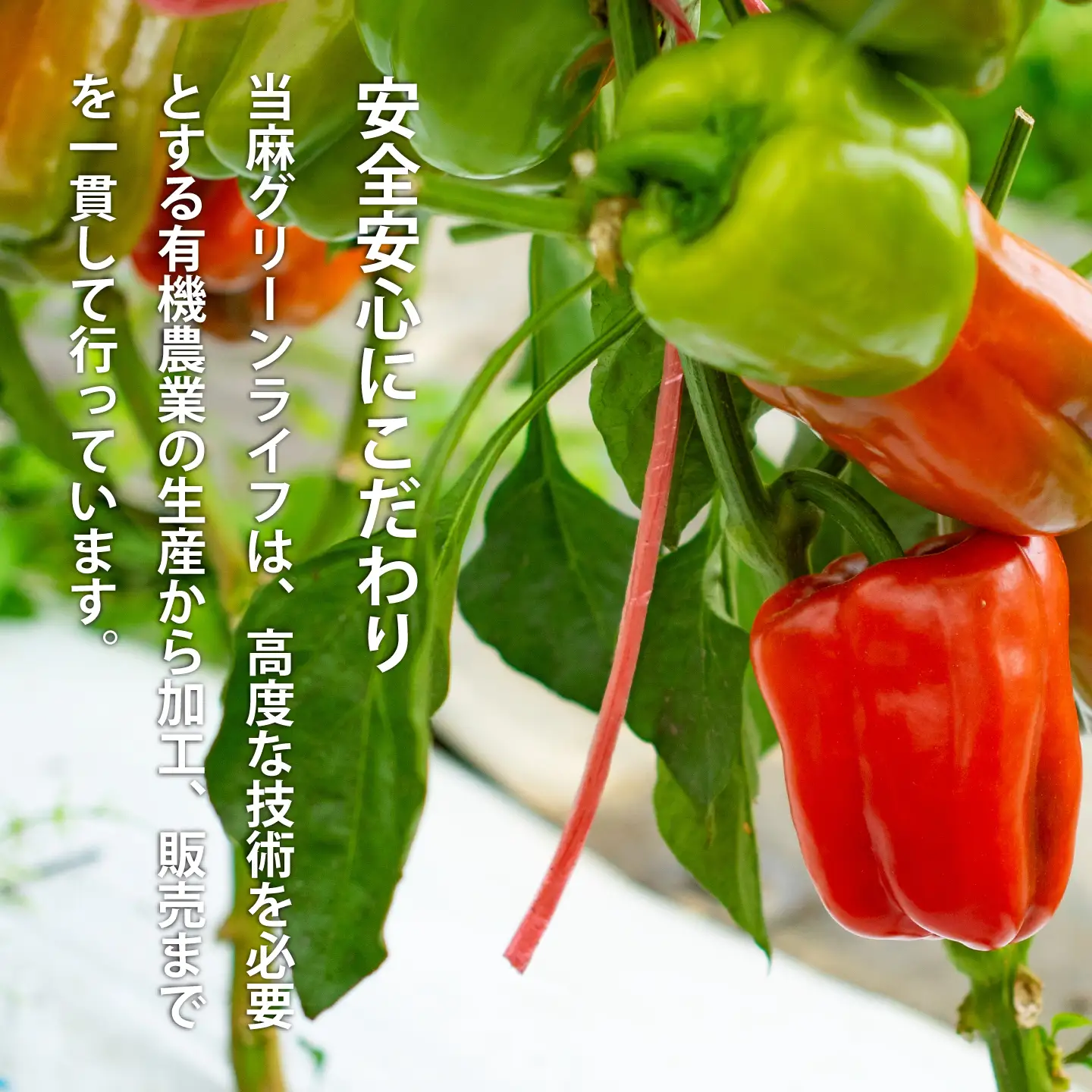 有機栽培米 ゆめぴりか 5kg  有機JAS認定 オーガニック 北海道当麻町 当麻グリーンライフ 【T-006】