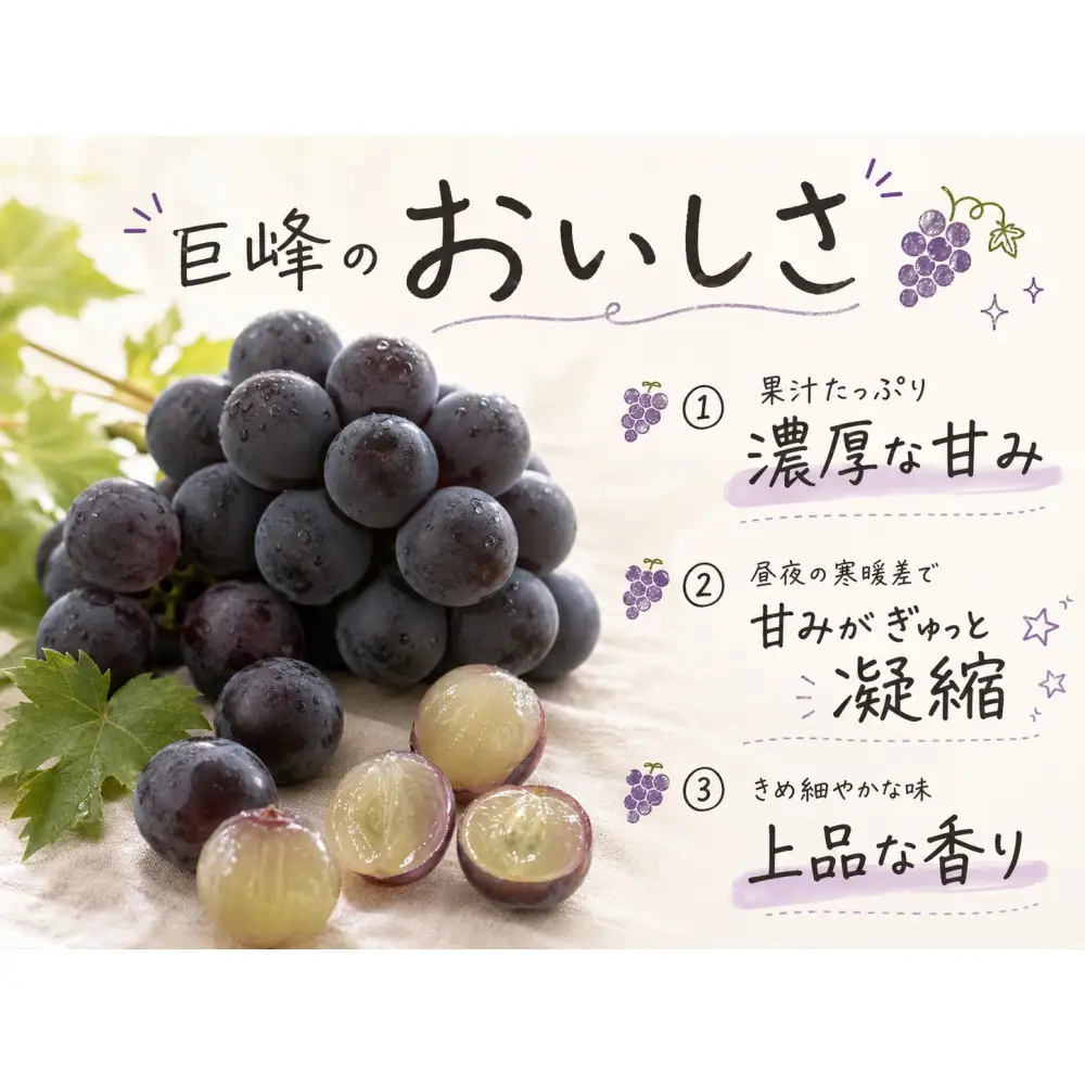 紀州有田産の巨峰ぶどう約３kg【先行予約】【2026年8月下旬以降発送予定】  巨峰