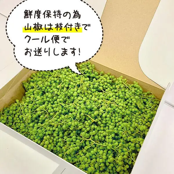 ぶどう山椒  500g 実山椒 生山椒 クール便対応 和歌山県産